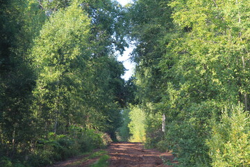 Dirt road at the end of summer In the rays of the evening sun