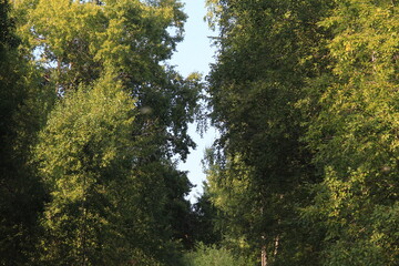 the dense, beautiful forests of northeastern Europe at the end of summer