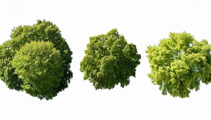 Obraz premium Acer Monspessulanum Tree Plan Top View Cutout Transparent Background Isolate Three Lush Green Trees Seen From Above Perfect For Design