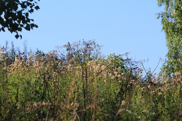 beautiful plant stems shimmer in the evening sun