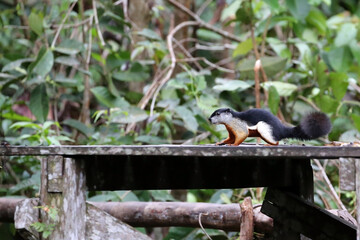 Squirrel walking on a wooden plank with a forest background