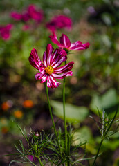 Colorful cosmos flowers blooming in the garden.
