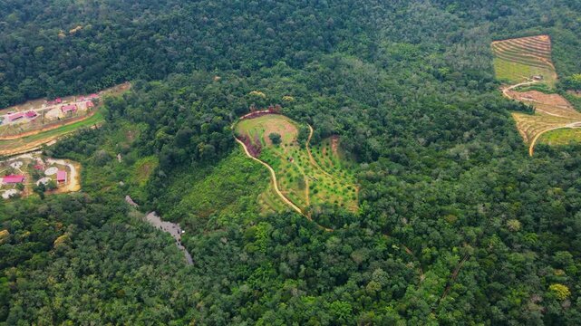 Aerial view of a lush forest landscape with a cleared hillside plot, winding dirt road, and scattered farmland surrounded by dense tropical greenery.