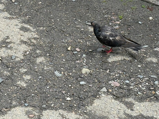 A pigeon walks on worn city asphalt. A dirty, gray bird walks through a neglected urban environment. The concept of avian influenza epidemic. A bird as a vector of bird flu infection 