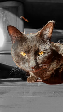 Black Cat with Golden Eyes in Sunlight