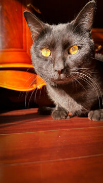 Black Cat with Golden Eyes in Sunlight