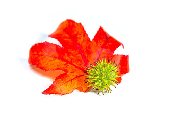 Amerikanischer Amberbaum, Blatt und Frucht vor weißem Hintergrund