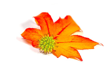 Amerikanischer Amberbaum, Blatt und Frucht vor weißem Hintergrund