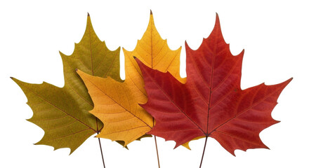 Isolated Autumn Maple Leaves Displaying a Color Gradient, Fall Foliage, Nature, Season
