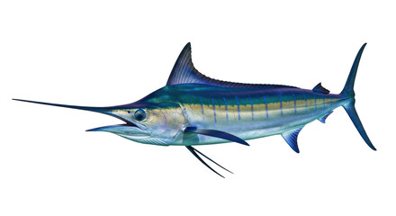 Isolated Swordfish in Side View with Long Bill, a Large Pelagic Fish Predator in Open Oceans