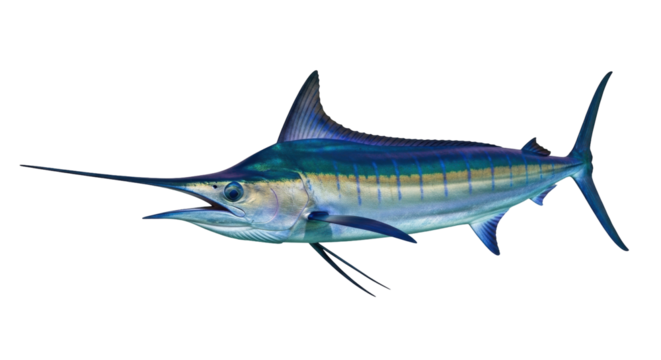 Isolated Swordfish in Side View with Long Bill, a Large Pelagic Fish Predator in Open Oceans