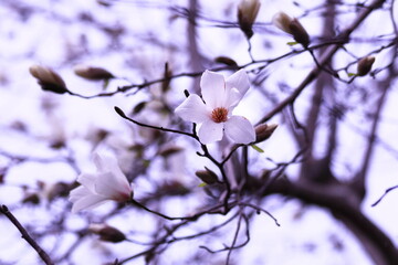 春の訪れを告げる木蓮の花