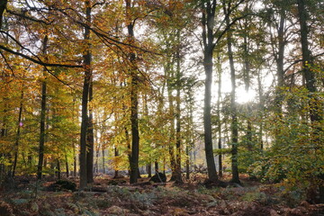 Fototapeta premium Sonne im Herbstwald