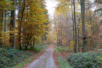 Obraz premium Waldweg im Herbst