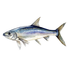 Watercolor wild anchovy fish set, softly painted and separated on a white background, is crafted as a minimal yet artistic element for creative designs. EPS format, vectorized
