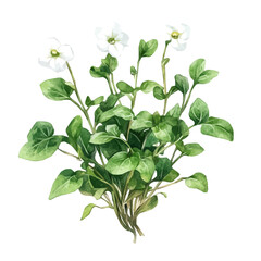 Minimal_Painted_in_watercolor, illustration of bacopa herb, hand-drawn_illustration, isolated_on_white, vector_EPS. vectorized