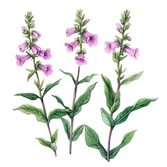 An Imaginary Minimalistic 2D flat icon_betony_plant, modern element in vector and EPS format_isolated on a white 