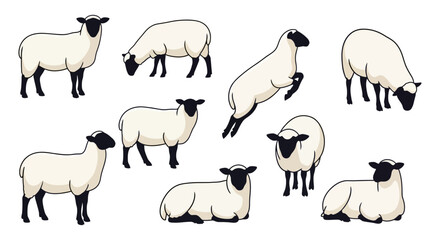 Collection of cute sheep and lambs in various poses. Farm animal vector illustration set isolated on white background © Muginandaru