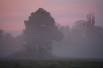 Morgennebel im Herbst in Brandenburg