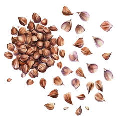 A minimal layout design, a Watercolor painting of a buckwheat seeds, delicately hand-painted with artistic brush strokes, white background, vector EPS