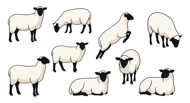 Collection of cute sheep and lambs in various poses. Farm animal vector illustration set isolated on white background