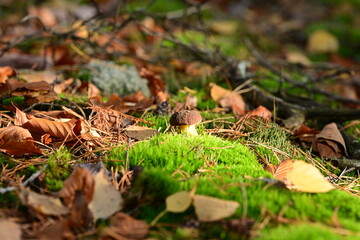Kleiner schöner Pilz im Moos im herbstlichen Wald
