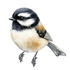 Fototapeta premium A minimal design, a Watercolor painting of a chickadee_bird, delicately hand-painted with artistic brush strokes, white background, vector EPS