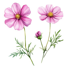 Vector Minimal yet artistic elements for creative designs. hand-drawn paint, A beautiful painting of a cosmos flower, EPS format, isolated on a white background, watercolor illustration