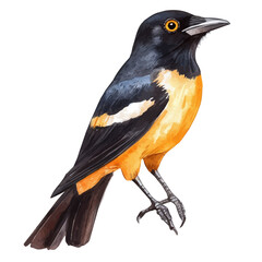 A minimal layout design, a Watercolor painting of a crow_bird, delicately hand-painted with artistic brush strokes, white background, vector EPS