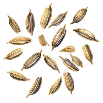 Vector Minimal yet artistic elements for creative designs. hand-drawn paint, A beautiful watercolor painting of a cumin seeds, EPS format, isolated on a white background