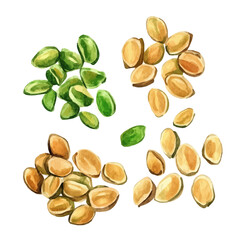 Watercolor type, An Imaginary Minimalistic 2D flat icon fenugreek_seeds, modern element in vector and EPS format, isolated on a white background, Simple illustration