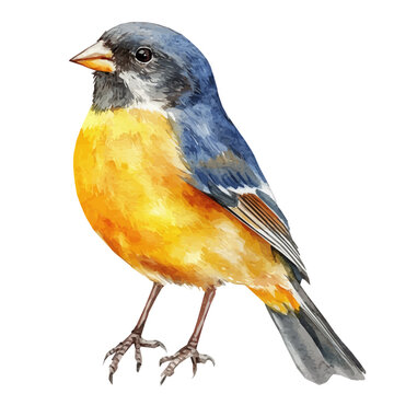 Vector Minimal yet artistic elements for creative designs. hand-drawn paint, A beautiful painting of a finch bird, EPS format, isolated on a white background, watercolor illustration