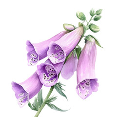 A high-quality watercolor illustration of a foxglove flower hand-drawn and isolated on a white background, with fine brush details, painting set in watercolor style, EPS format © sabart