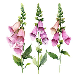 Vector Minimal yet artistic elements for creative designs. hand-drawn paint, A beautiful painting of a foxglove flower, EPS format, isolated on a white background, watercolor illustration © sabart