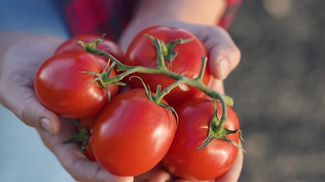 Tomato shines deep red in farmer hand, fresh from organic garden rich vegetable crop. Farmer happy harvest, each tomato proof of care. Garden yields healthy food, bright tomato rewards farmer hands.