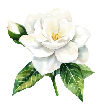Vector Minimal yet artistic elements for creative designs. hand-drawn paint, A beautiful painting of a gardenia flower , EPS format, isolated on a white background, watercolor illustration