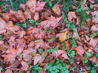 Autumn Leaves on Green Grass Background