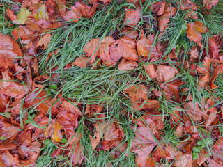 Autumn Leaves on Green Grass Background