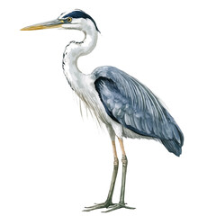 Watercolor type, An Imaginary Minimalistic 2D flat icon heron bird, modern element in vector and EPS format, isolated on a white background, Simple illustration