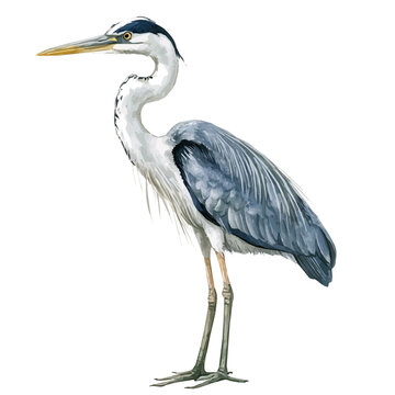 Watercolor type, An Imaginary Minimalistic 2D flat icon heron bird, modern element in vector and EPS format, isolated on a white background, Simple illustration