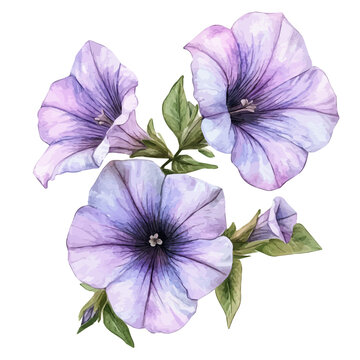 A hand-drawn paint, Simple Illustration, A beautiful painting of petunia flower, EPS format, isolated on a white background, watercolor style, minimal yet artistic elements for creative designs