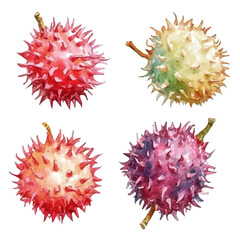 A hand-drawn painting, a Simple Illustration, A beautiful painting of rambutan fruit, EPS format, isolated on a white background, with minimal yet artistic elements for creative designs