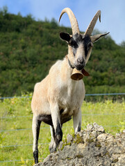 Bold Alpine Goat Perched on a Rocky Outcrop Surveying the Green Valley
