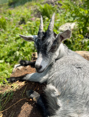 Calm Grey and White Alpine Goat Resting Peacefully in the Warm Sunlight