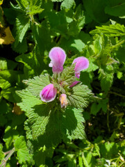 Extreme close-up macro shot of a unique, fuzzy pink and purple dead-nettle flower (Lamium orvala) with prominent hood-shaped petals, surrounded by vibrant, sunlit green leaves in a forest environment.