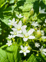 Obraz premium Extreme macro close-up of delicate white Alpine wildflowers (Saxifraga aizooides) with distinctive red spots on their petals, surrounded by lush green leaves under bright, natural sunlight.