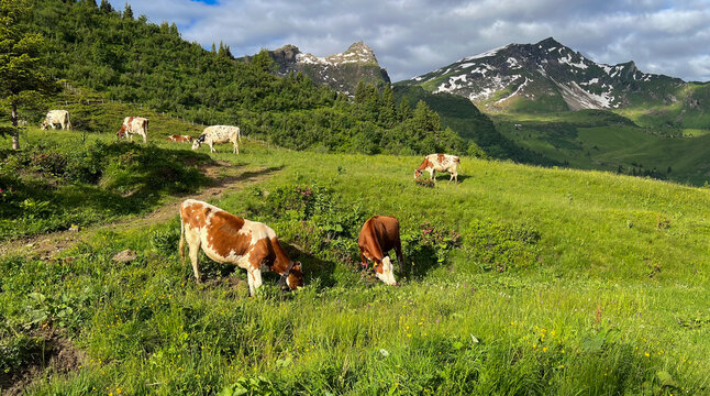Wide-angle landscape of a herd of brown and white cows grazing in a vibrant green alpine meadow, with dramatic, snow-capped mountains and rocky peaks under a cloudy sky in the Swiss Alps. - Powered by Adobe