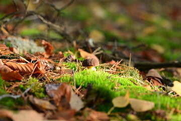 Kleiner schöner Pilz im Moos im herbstlichen Wald