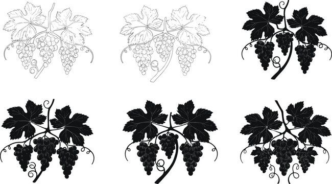 Detailed grapevine silhouette and line art vector set featuring black and white grape bunches, leaves, and elegant vineyard design