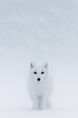 Solitude of the Arctic Fox